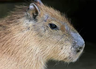 動物図鑑・カピバラ